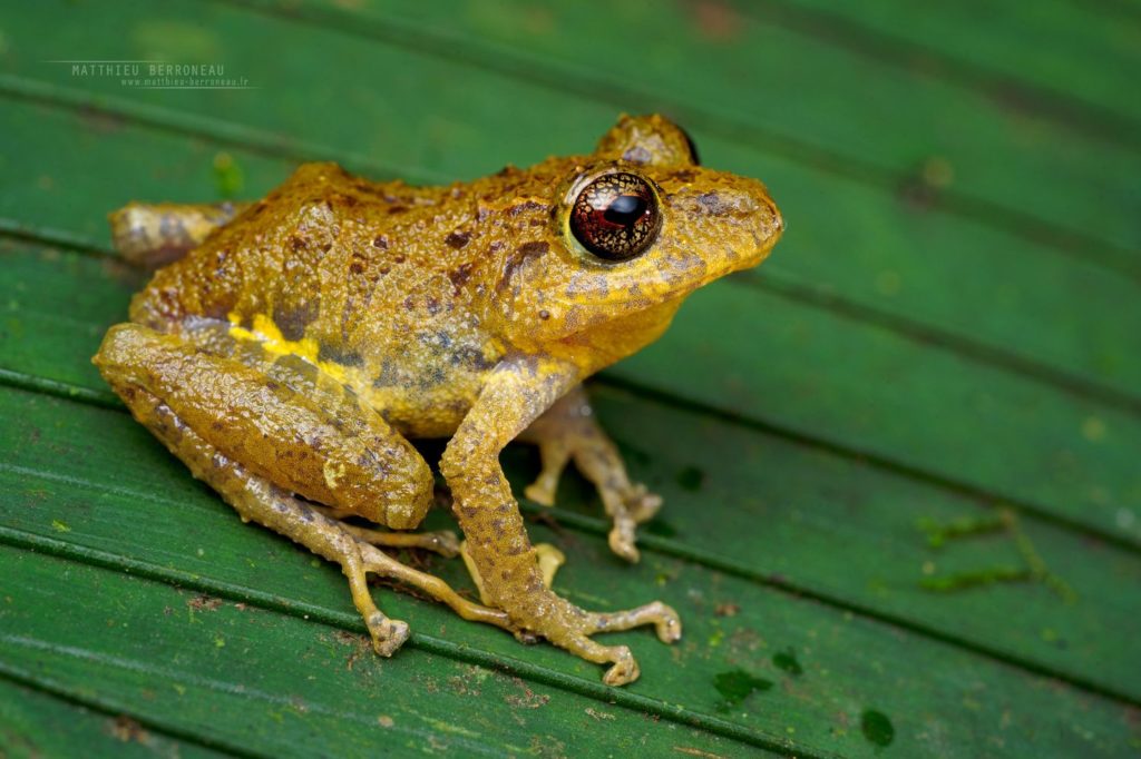 Pristimantis latidiscus Disc Robber Frog