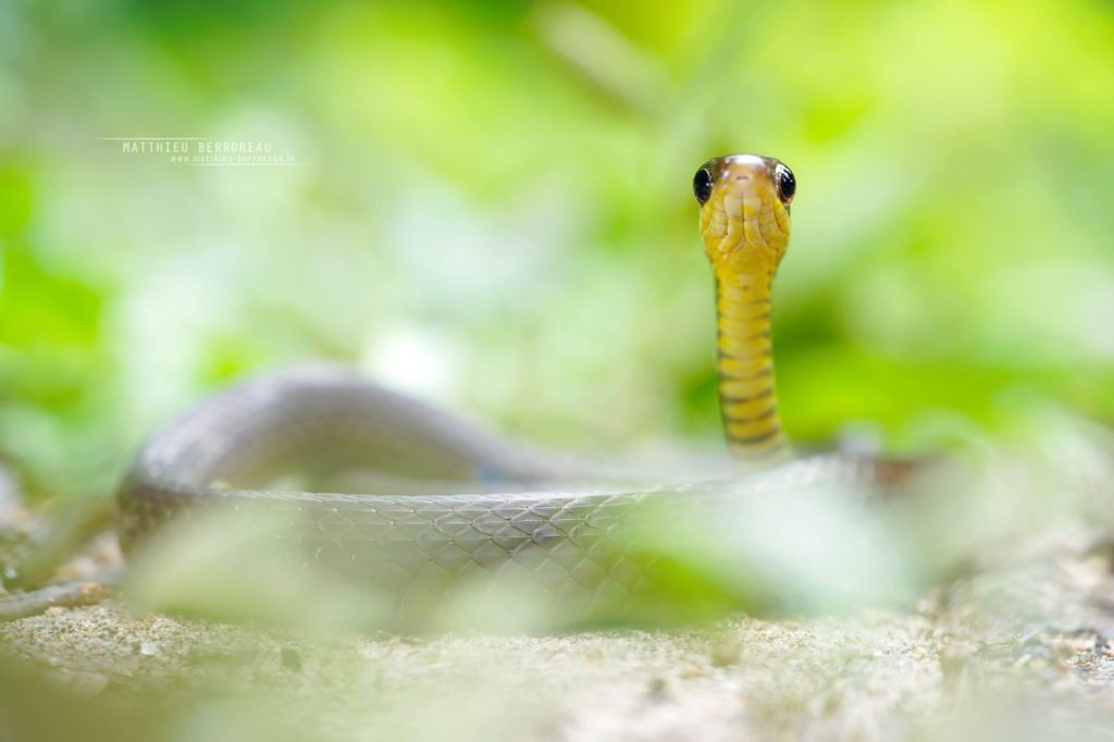 Dendrophidion graciliverpa Slender Forest-Racer Corredora selvática delgada