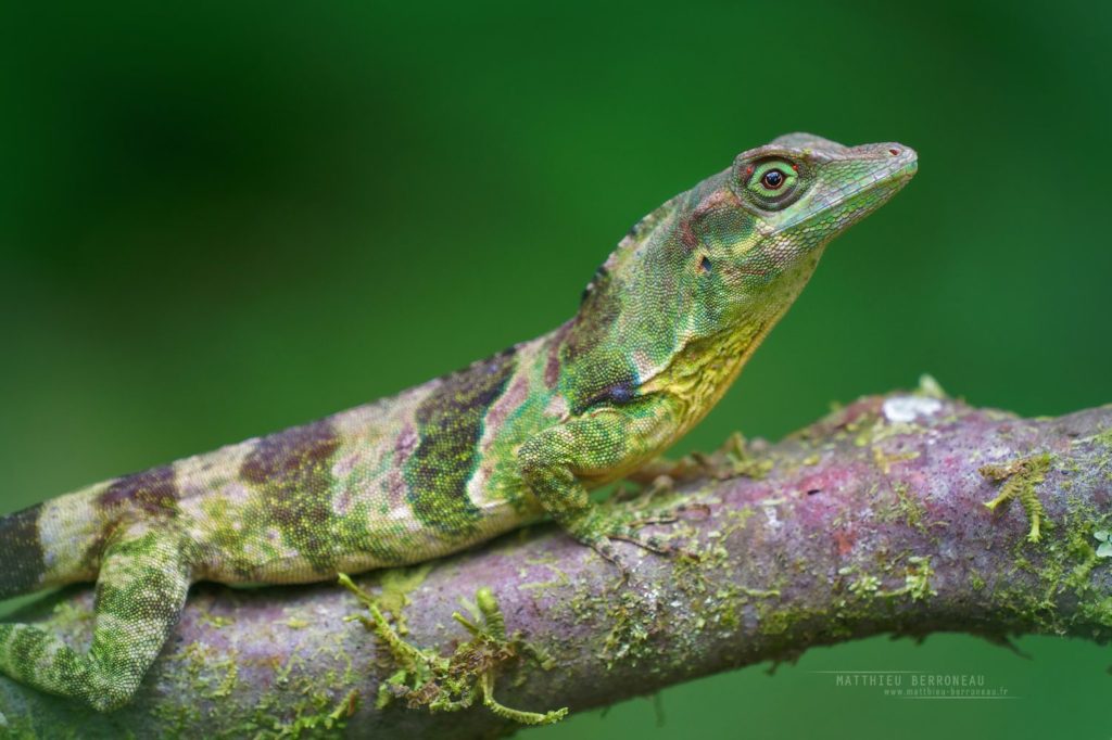 Anolis fraseri Fraser's Anole