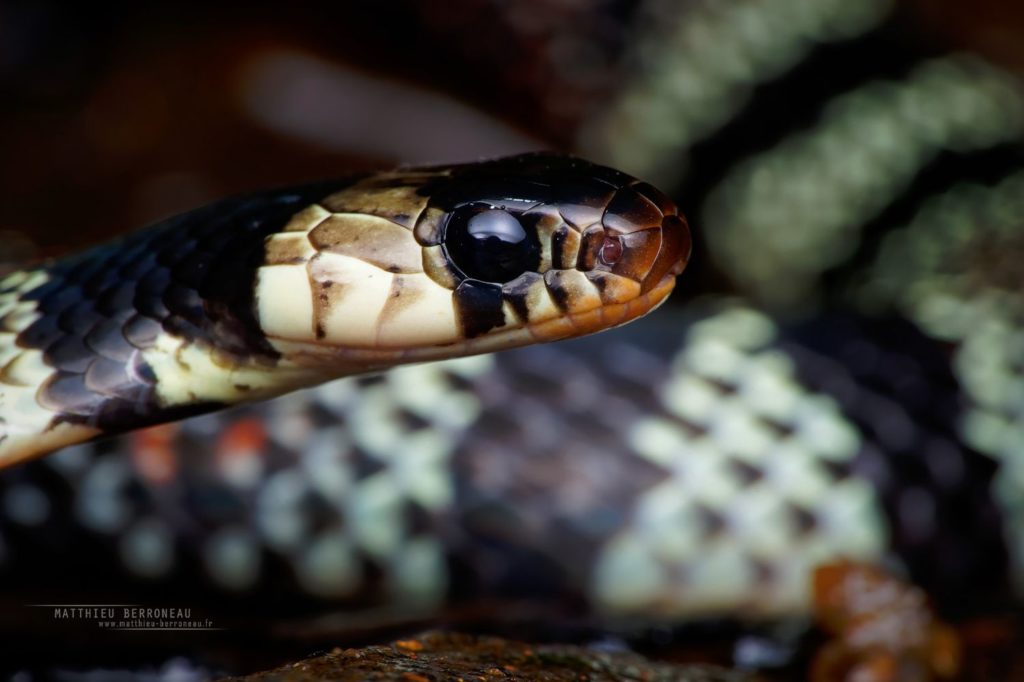 Erythrolamprus aesculapii Aesculapian False Coral Snake Bacorá