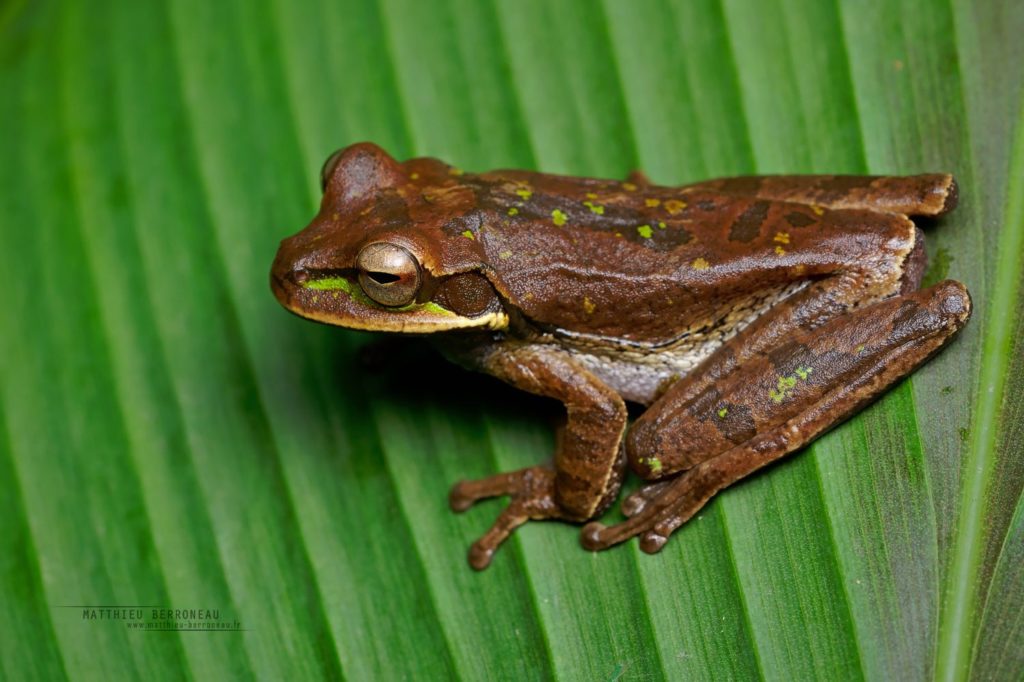 Masked Tree Frog Smilisca phaeota