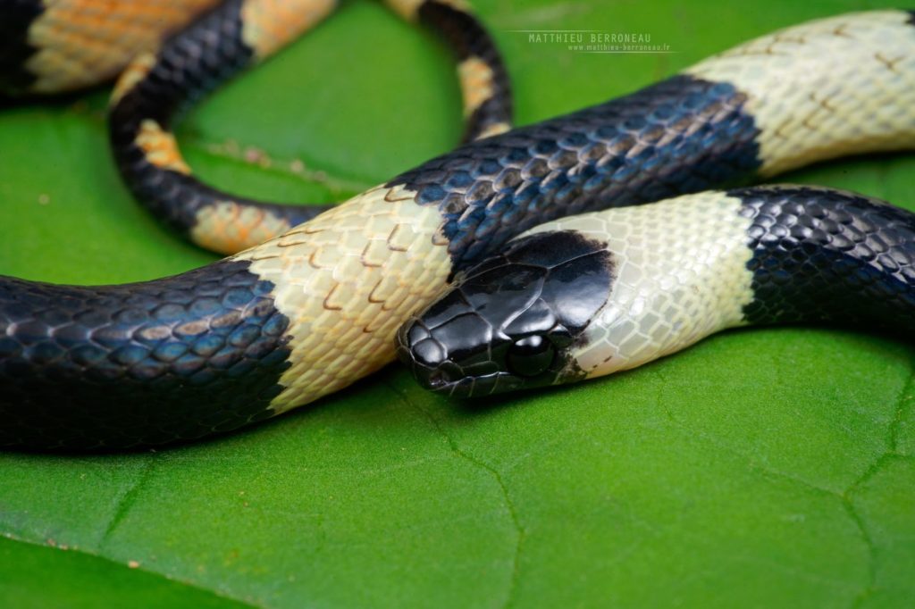 Oxyrhopus petolarius Calico False Coral Snake Banded Calico Snake Forest Flame Snake 