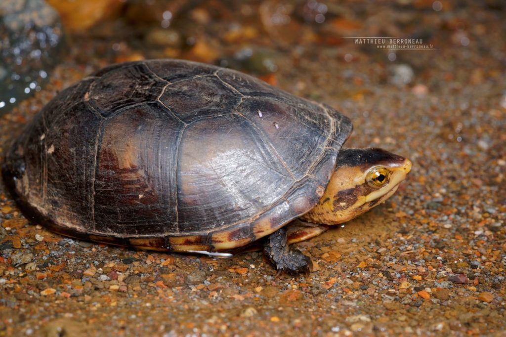 Kinosternon leucostomum White-lipped mud turtle Tortuga pecho quebrado labios blancos