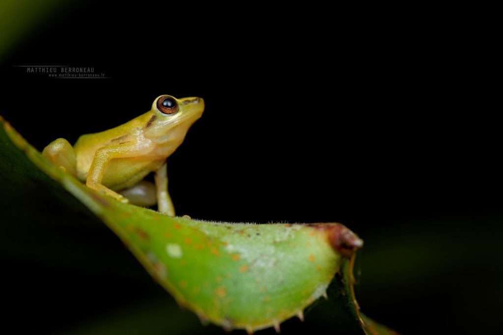 Canelos Robber Frog Pristimantis accuminatus