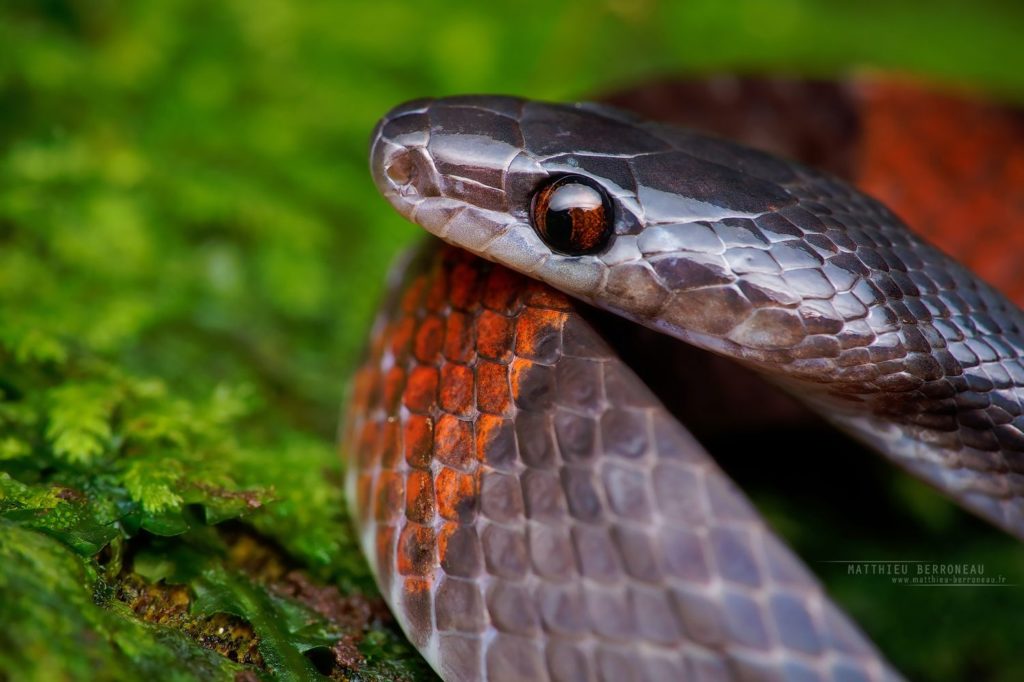 Oxyrhopus petolarius Calico False Coral Snake Banded Calico Snake Forest Flame Snake 