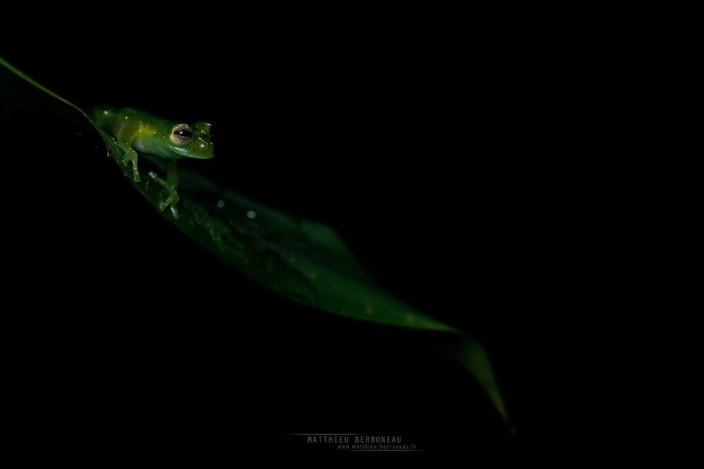 Teratohyla midas King Glassfrog