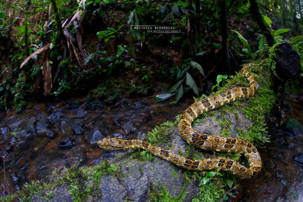 Bothrops taeniatus Speckled Forest Pit Viper Mapanare Liquenosa