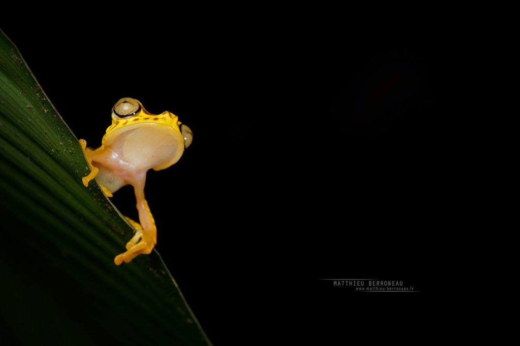 Boana picturata Imbabura Tree Frog