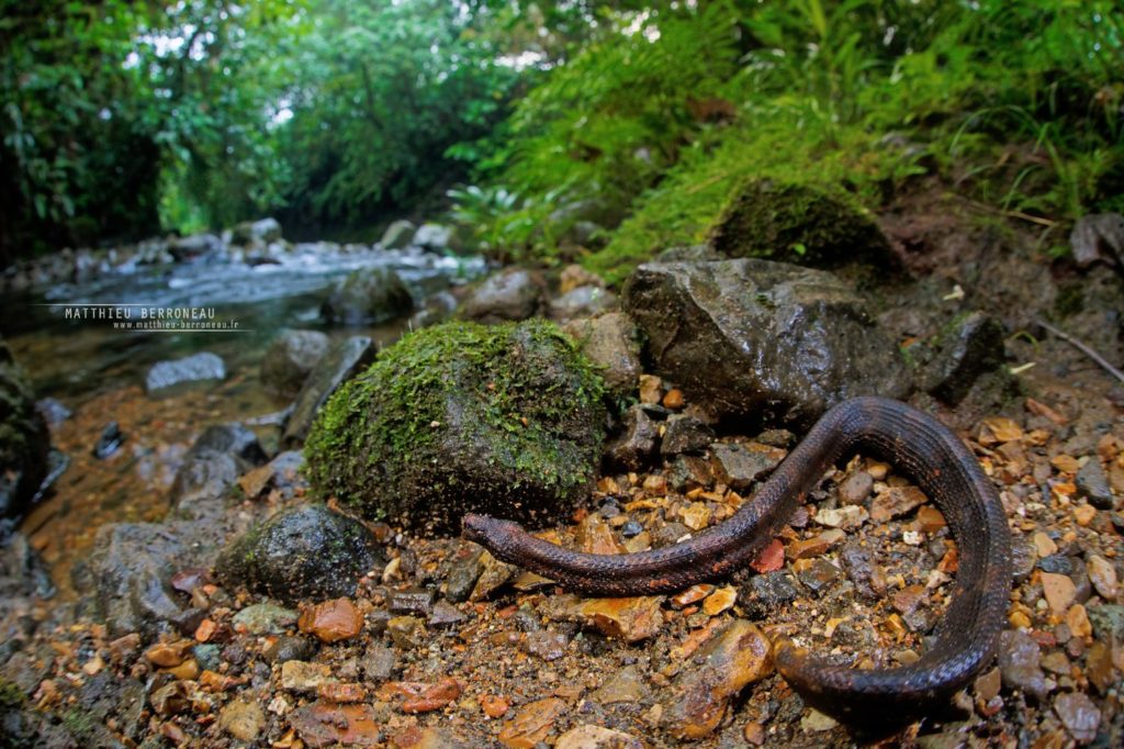 Trachyboa boulengeri Northern Eyelash Boa Boa pigmea de Boulenger 