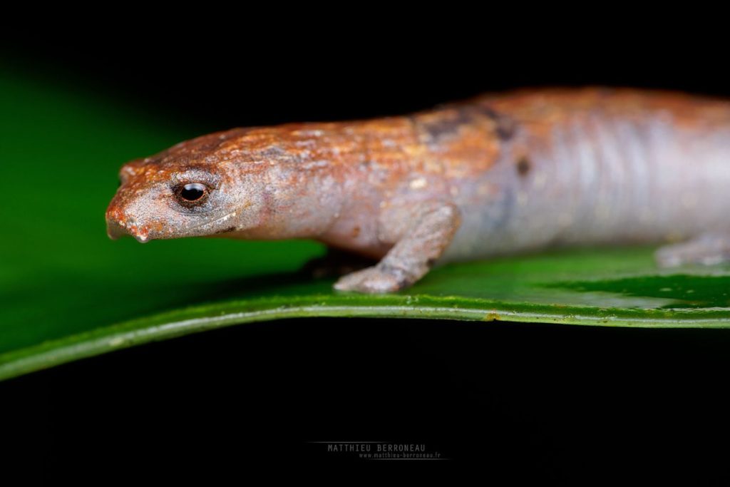 Peru Mushroomtongue Salamander Bolitoglossa peruviana