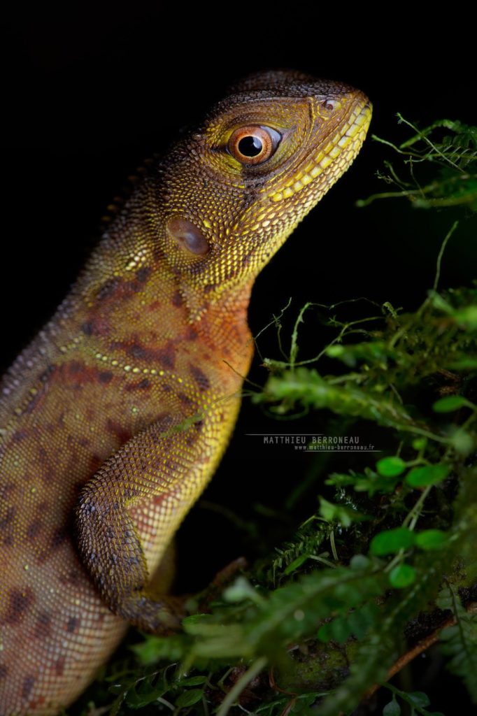 Enyalioides heterolepis Rough-scaled Dwarf-Iguana Iguana enana rugosa