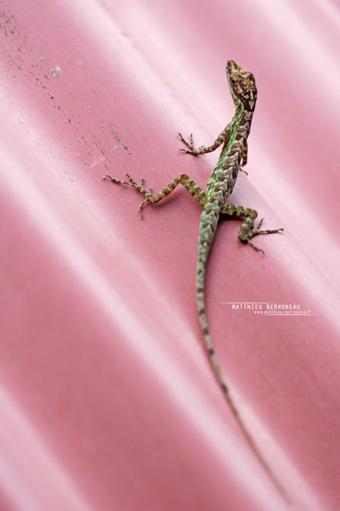 Anolis festae Veronica's Anole Anolis trompudo