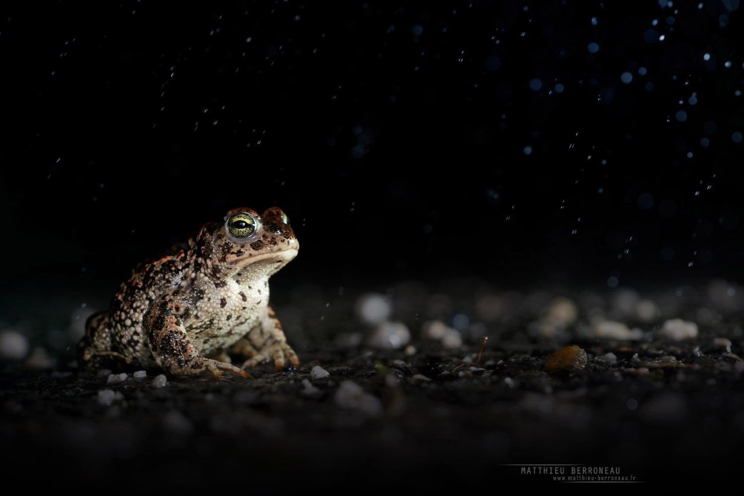 Crapaud sous la pluie. Technique photo... Toad under rain, picture