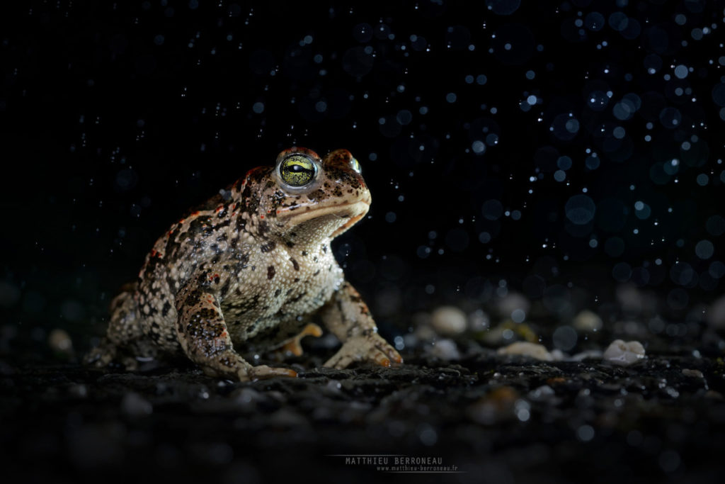 Epidalea calamita, Natterjack toad, toad, Crapaud calamite, Matthieu Berroneau, France, pluie, rain, bad weather, tempête, goutte d'eau, drop