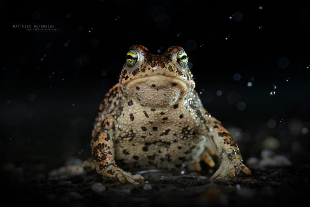 Epidalea calamita, Natterjack toad, toad, Crapaud calamite, Matthieu Berroneau, France, pluie, rain, bad weather, tempête, goutte d'eau, drop