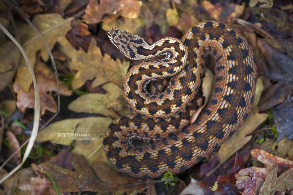 Vipera aspis zinnikeri, asp viper, vipère aspic, amazing morph, color, couleur, incroyable, gironde, Bordeaux