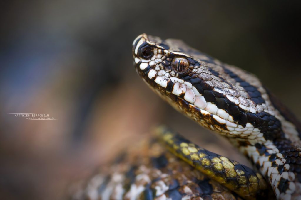 Vipera aspis zinnikeri, asp viper, vipère aspic, amazing morph, color, couleur, incroyable, gironde, Bordeaux