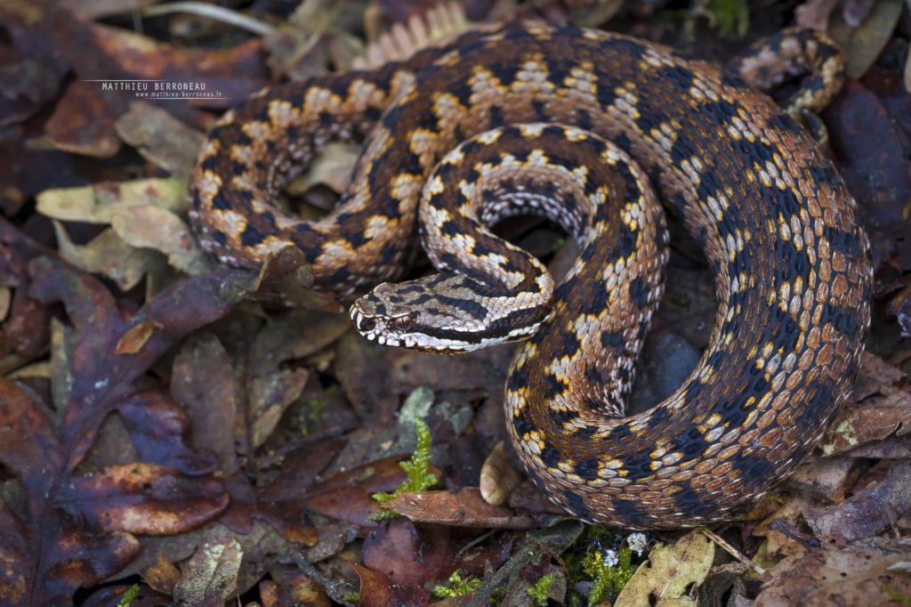 Vipera aspis zinnikeri, asp viper, vipère aspic, amazing morph, color, couleur, incroyable, gironde, Bordeaux