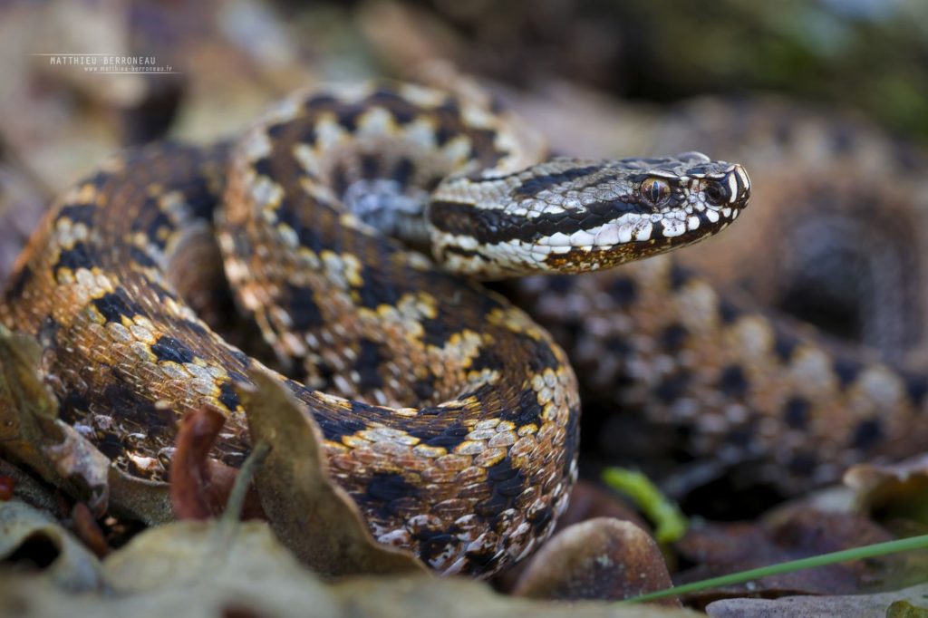 Vipera aspis zinnikeri, asp viper, vipère aspic, amazing morph, color, couleur, incroyable, gironde, Bordeaux