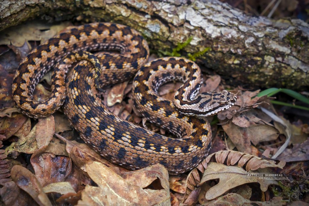 Vipera aspis zinnikeri, asp viper, vipère aspic, amazing morph, color, couleur, incroyable, gironde, Bordeaux