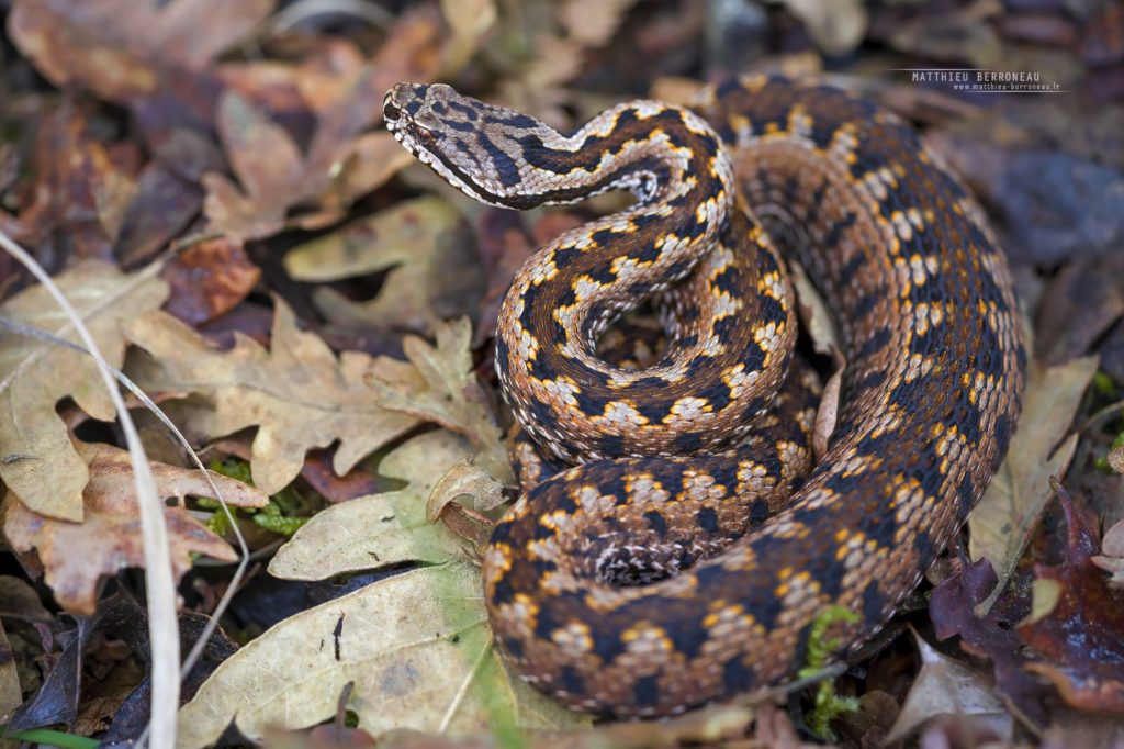 Vipera aspis zinnikeri, asp viper, vipère aspic, amazing morph, color, couleur, incroyable, gironde, Bordeaux