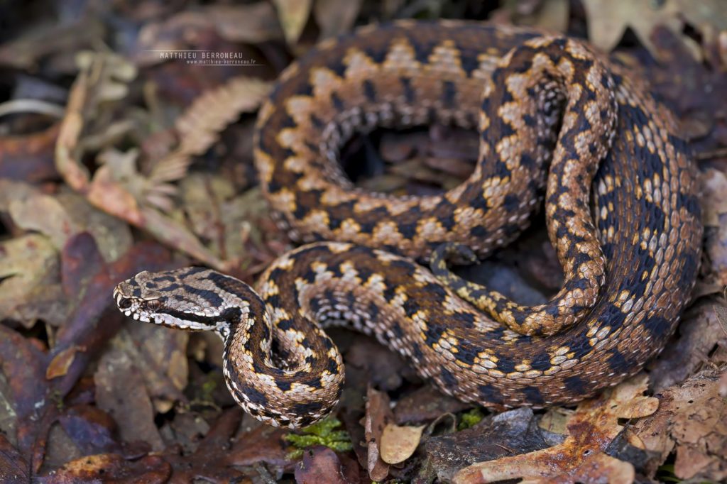 Vipera aspis zinnikeri, asp viper, vipère aspic, amazing morph, color, couleur, incroyable, gironde, Bordeaux