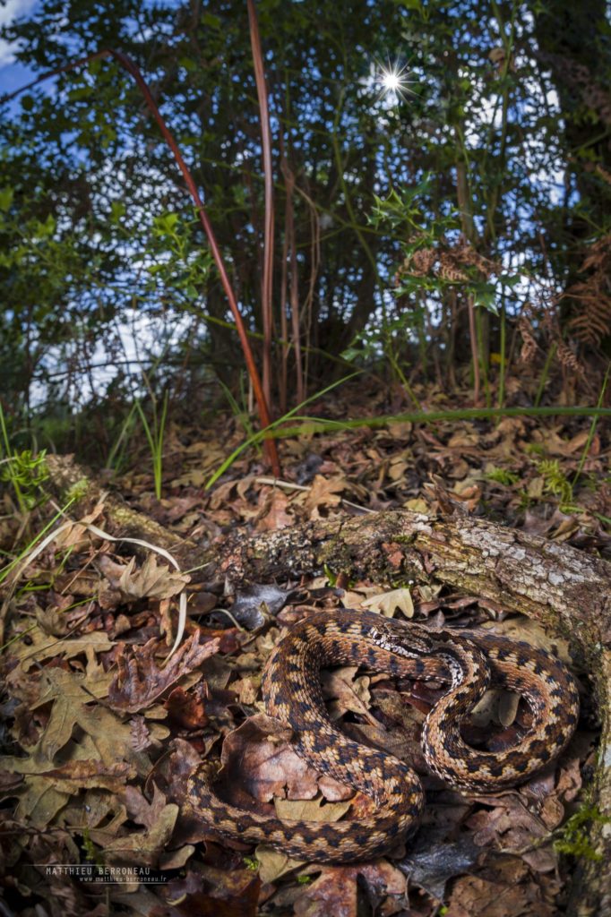 Vipera aspis zinnikeri, asp viper, vipère aspic, amazing morph, color, couleur, incroyable, gironde, Bordeaux