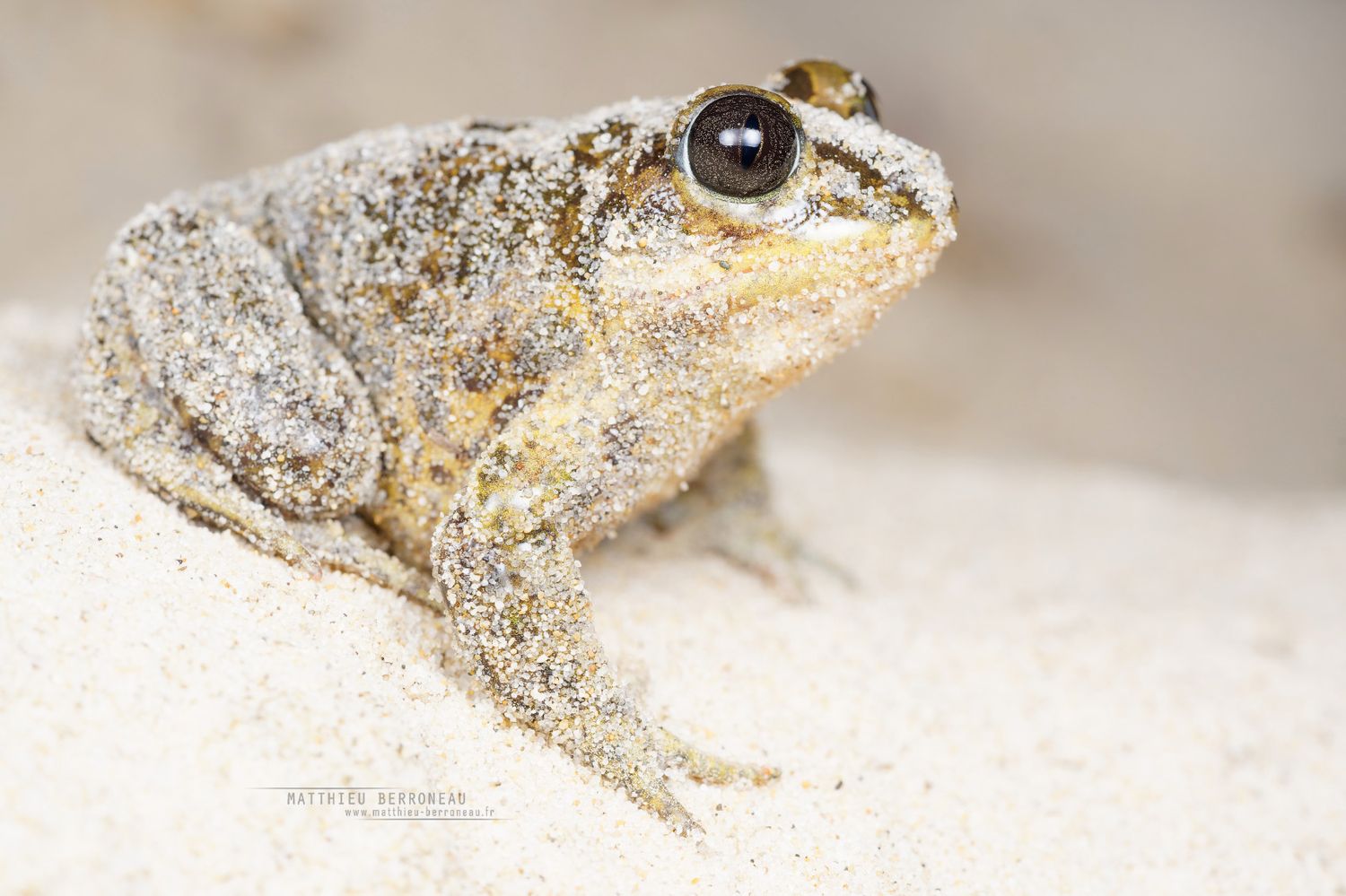 Le Pélobate cultripède Pelobates cultripes, the Western Spadefoot toad