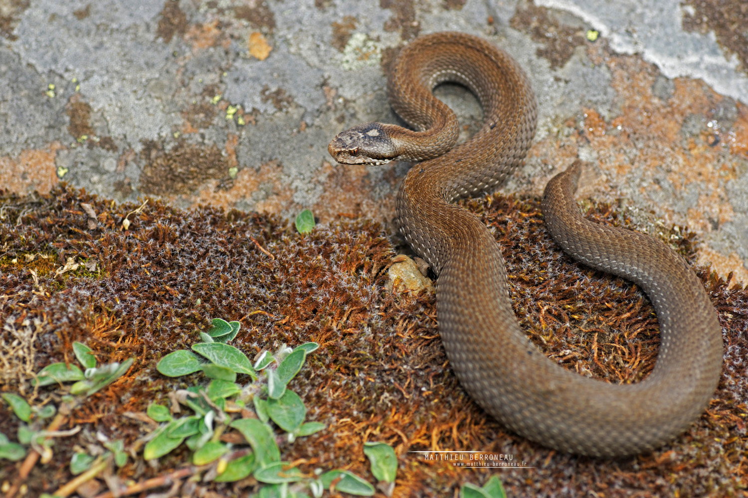 La Vipère de Seoane Vipera seoanei, the Seoane's viper Matthieu Berroneau Photographe La Vipère de Seoane Vipera seoanei, the Seoane's viper Matthieu Berroneau Photographe
