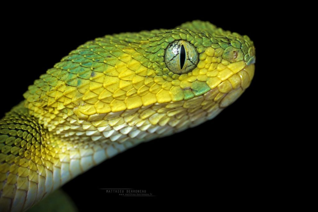 Photographs of the second known specimen of Atheris hirsuta