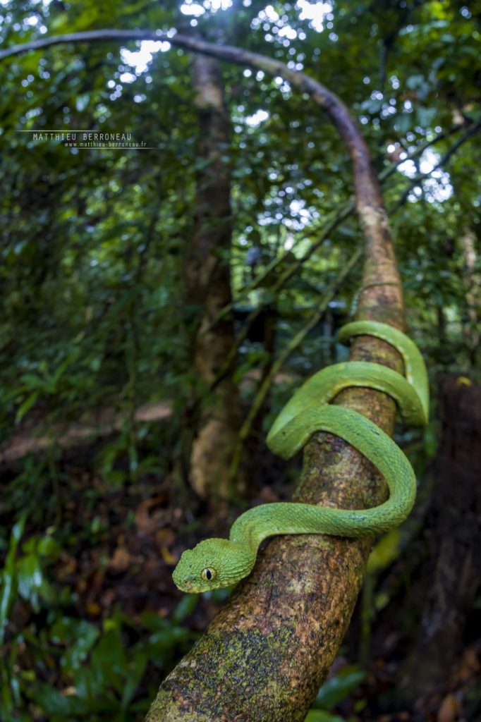 Atheris chlorechis