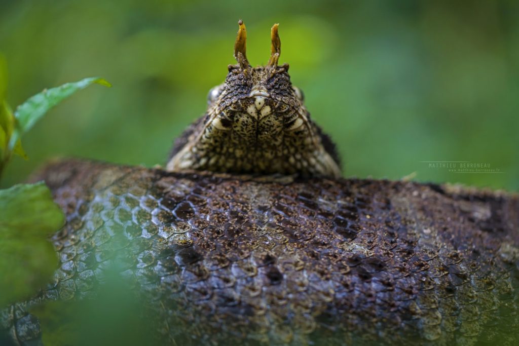 Atheris chlorechis, Green Bush Viper www.matthieu-berroneau…