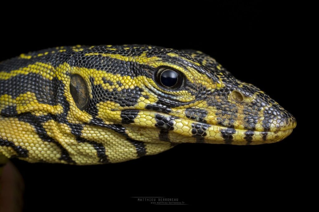 Varanus stellatus