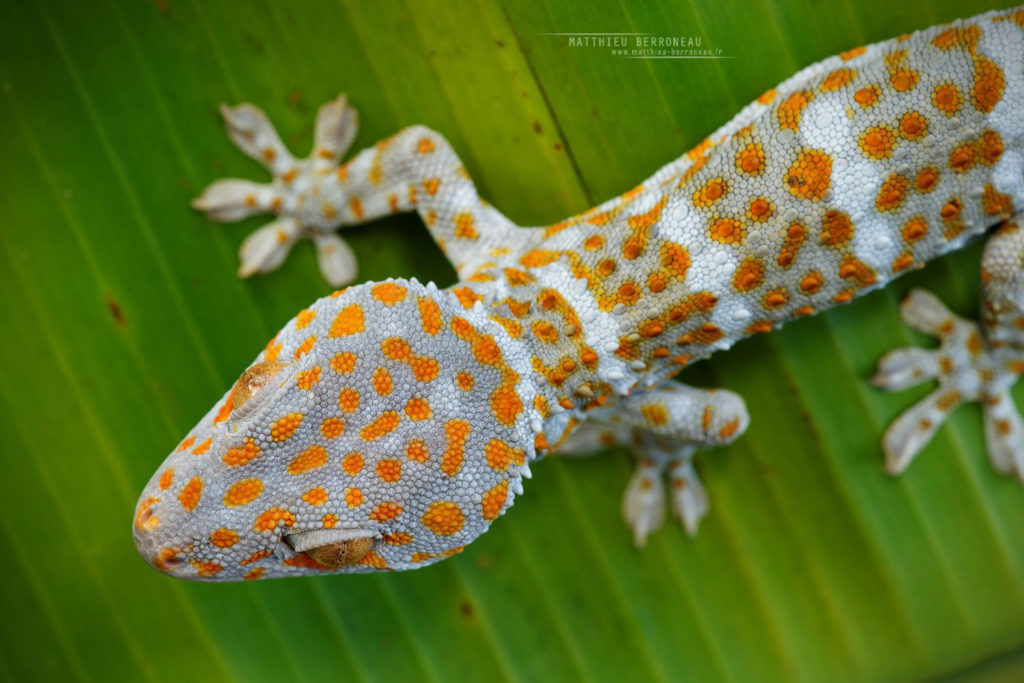 Gekko gecko - f7.1 1/60s iso200