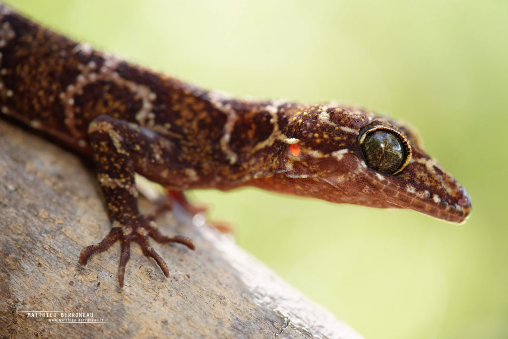 Cyrtodactylus consobrinus - f2.8 1/100s iso200