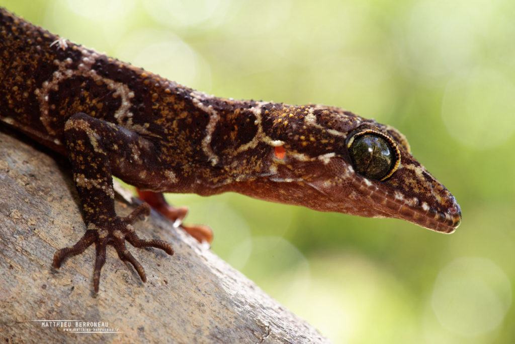 Cyrtodactylus consobrinus - f7.1 1/60s iso200