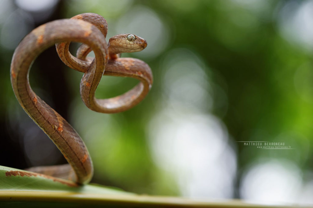 Boiga drapiezii - f4 1/250s iso100