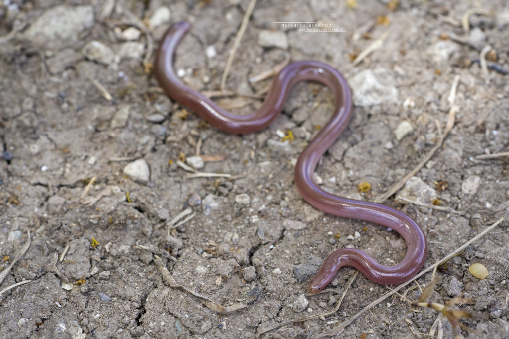 Xerotyphlops vermicularis