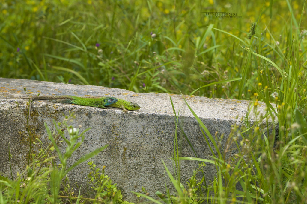 Lacerta strigata