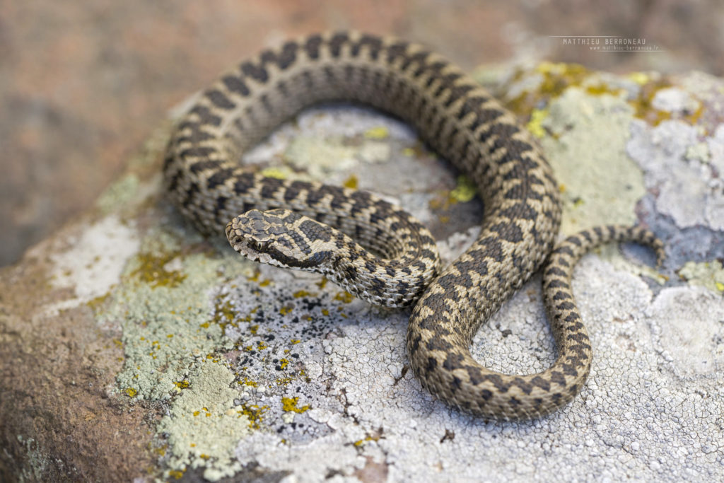 Vipera darevskii