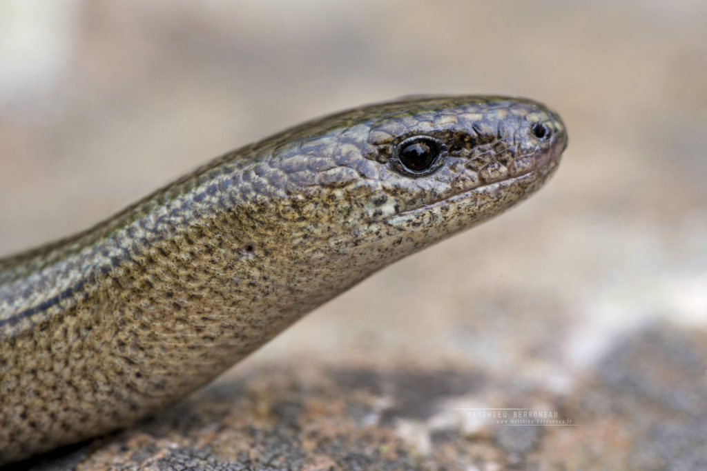 Anguis colchica