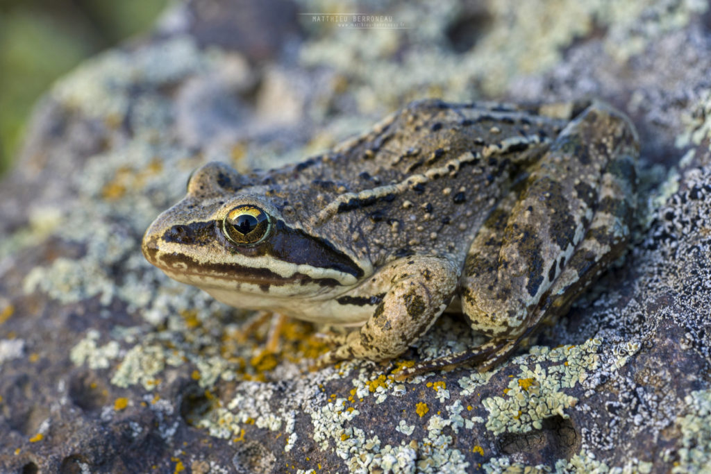 Rana macrocnemis