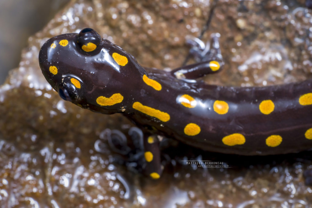 Mertensiella caucasica