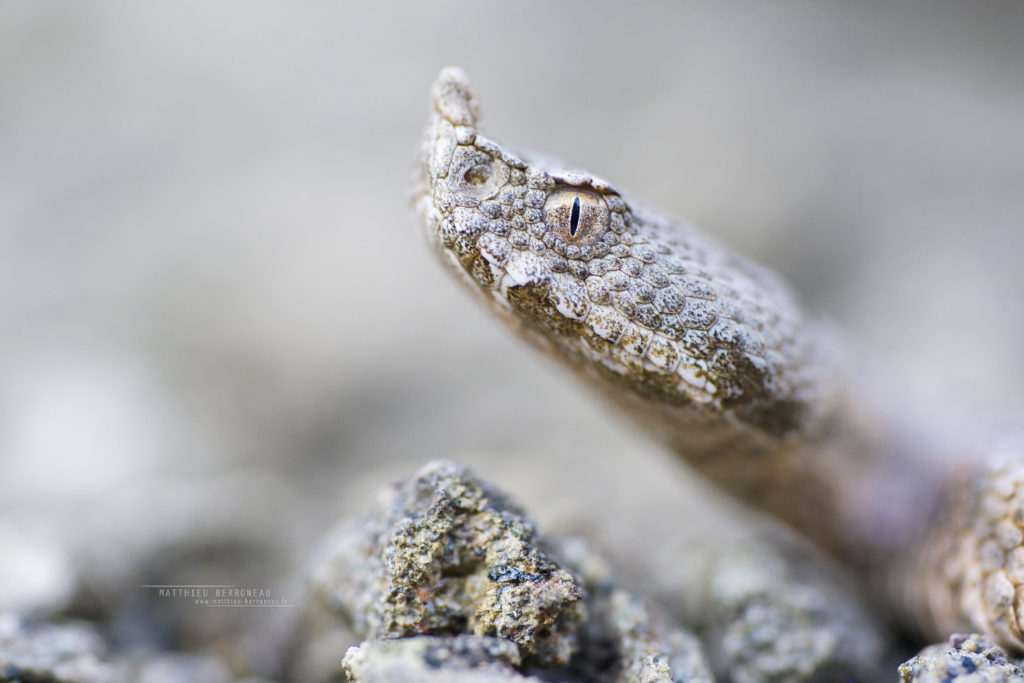 Vipera transcaucasiana