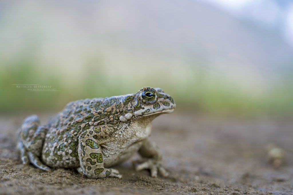 Bufotes viridis