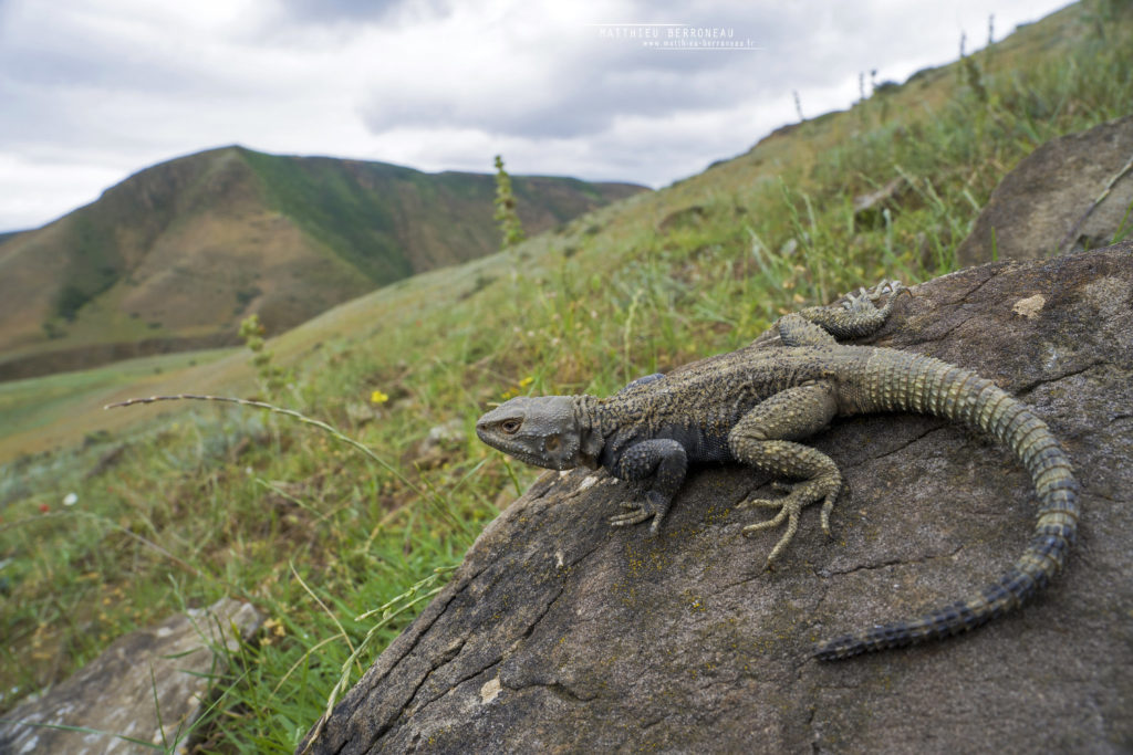 Paralaudakia caucasia