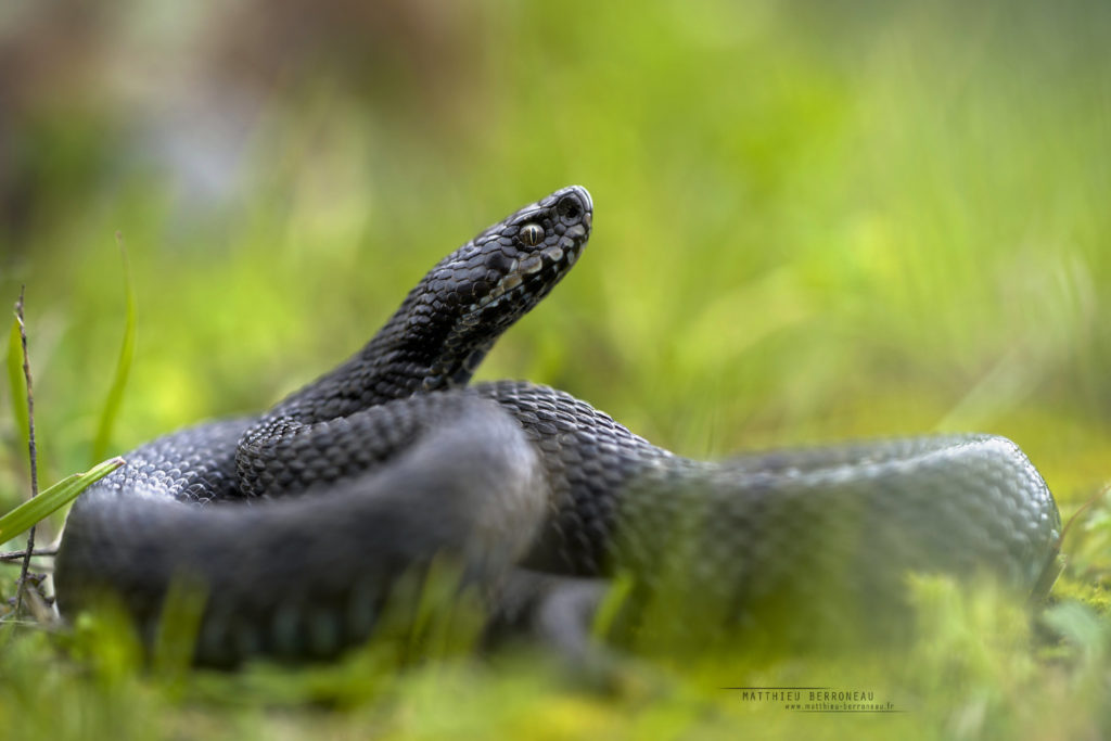 Vipera dinniki