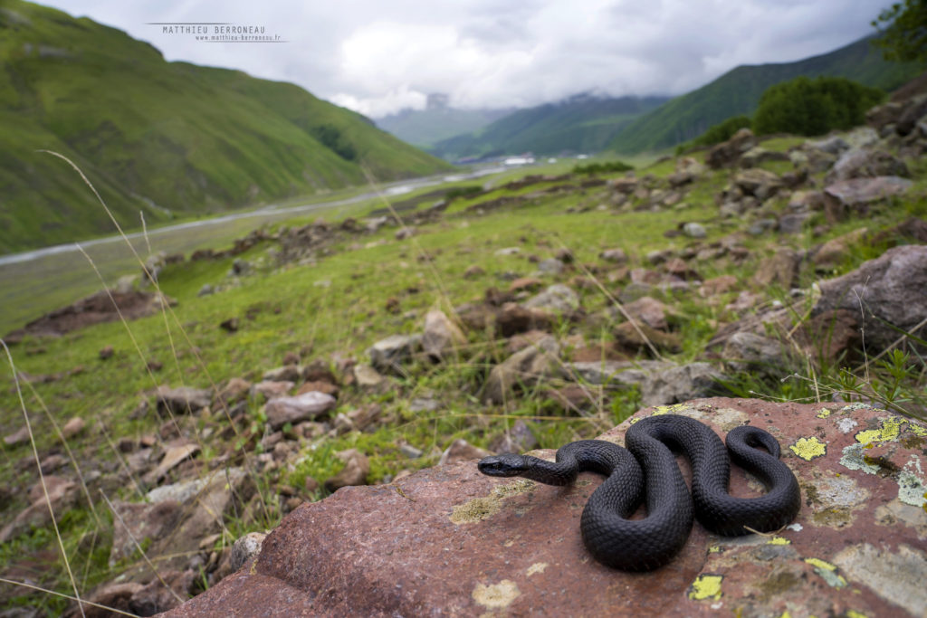 Vipera dinniki