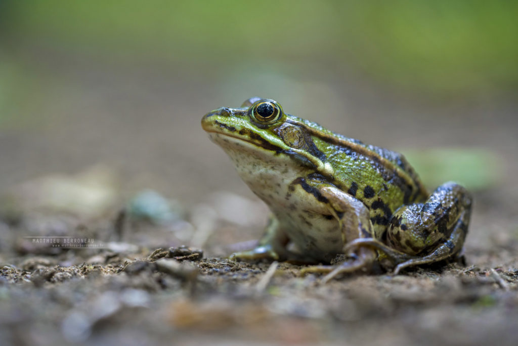 Pelophylax kl. esculentus