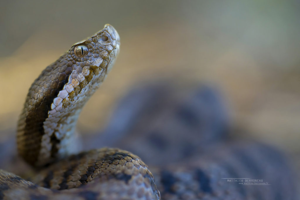 Vipera aspis